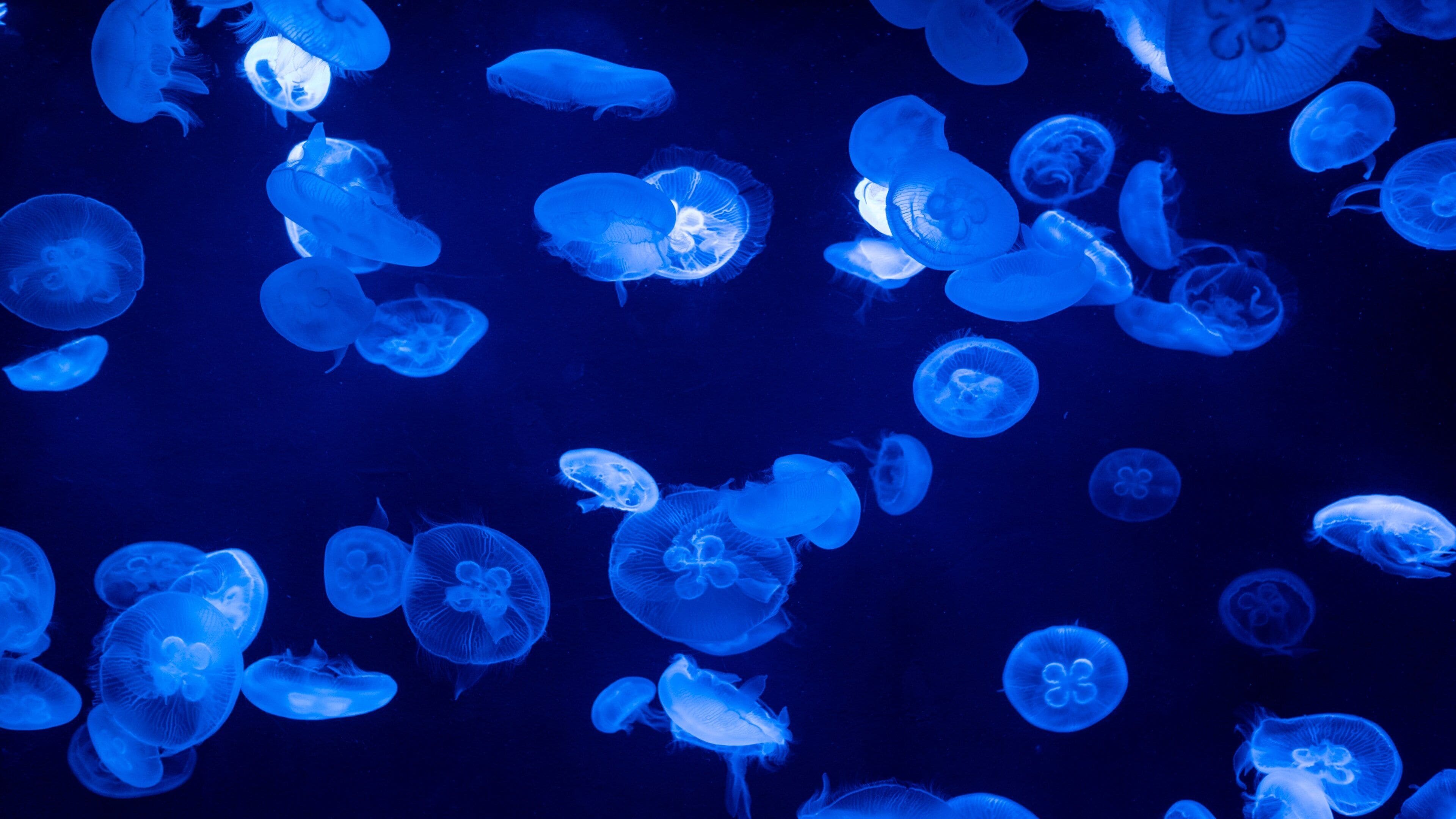 The Sunshine 60 Observatory