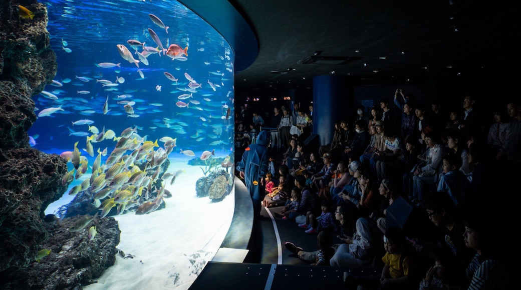 The Sunshine 60 Observatory