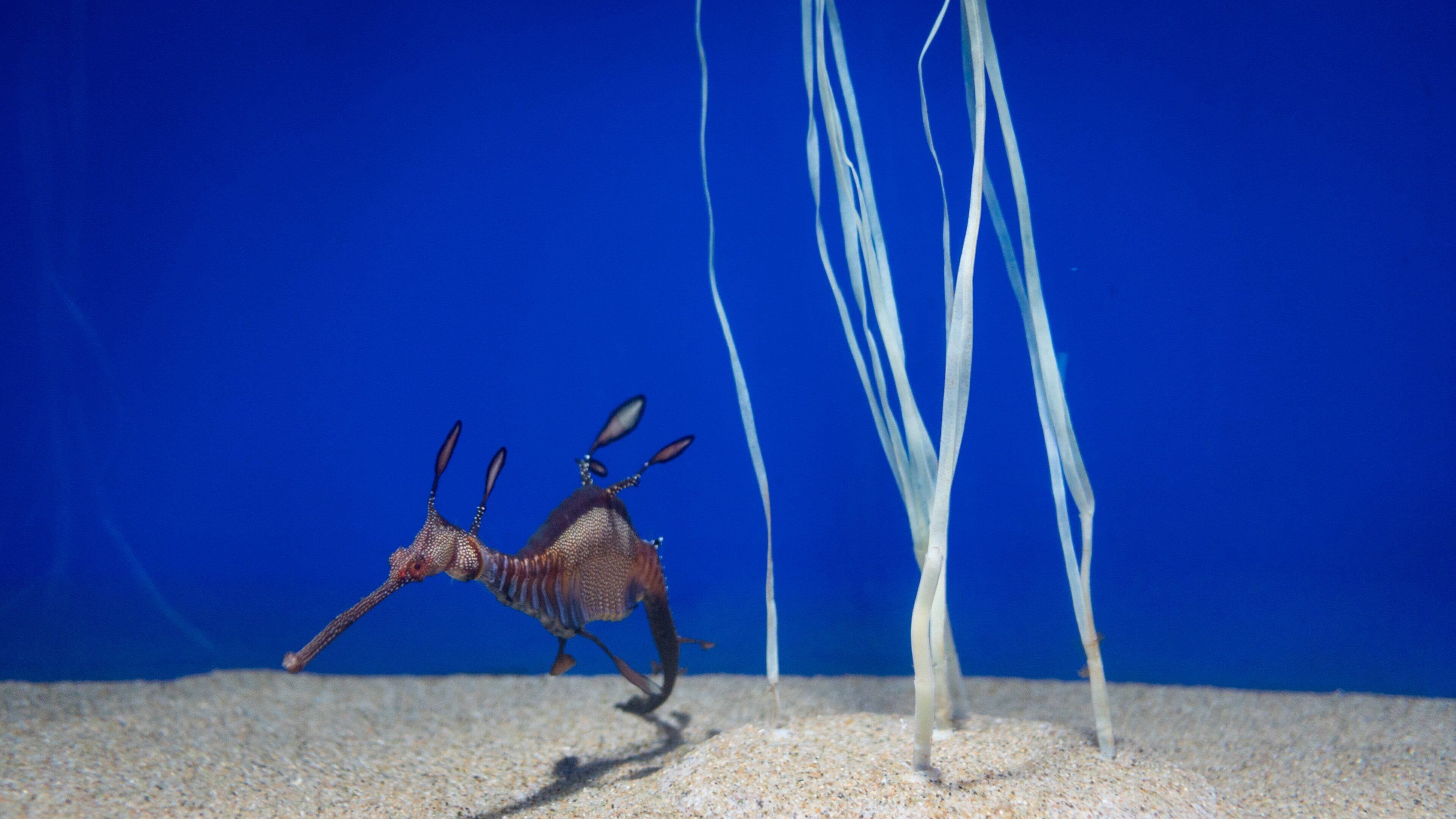 The Sunshine 60 Observatory