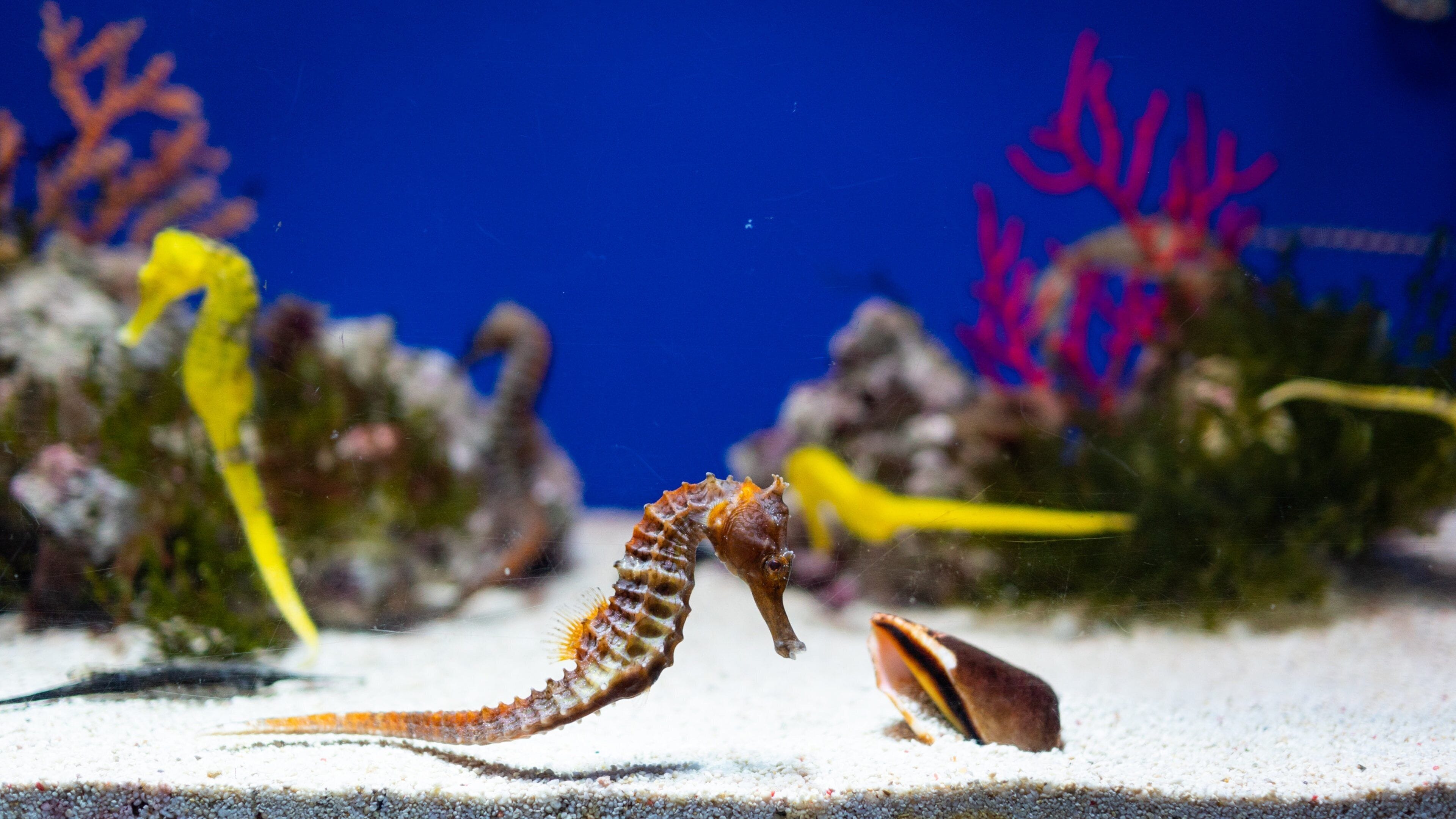 The Sunshine 60 Observatory