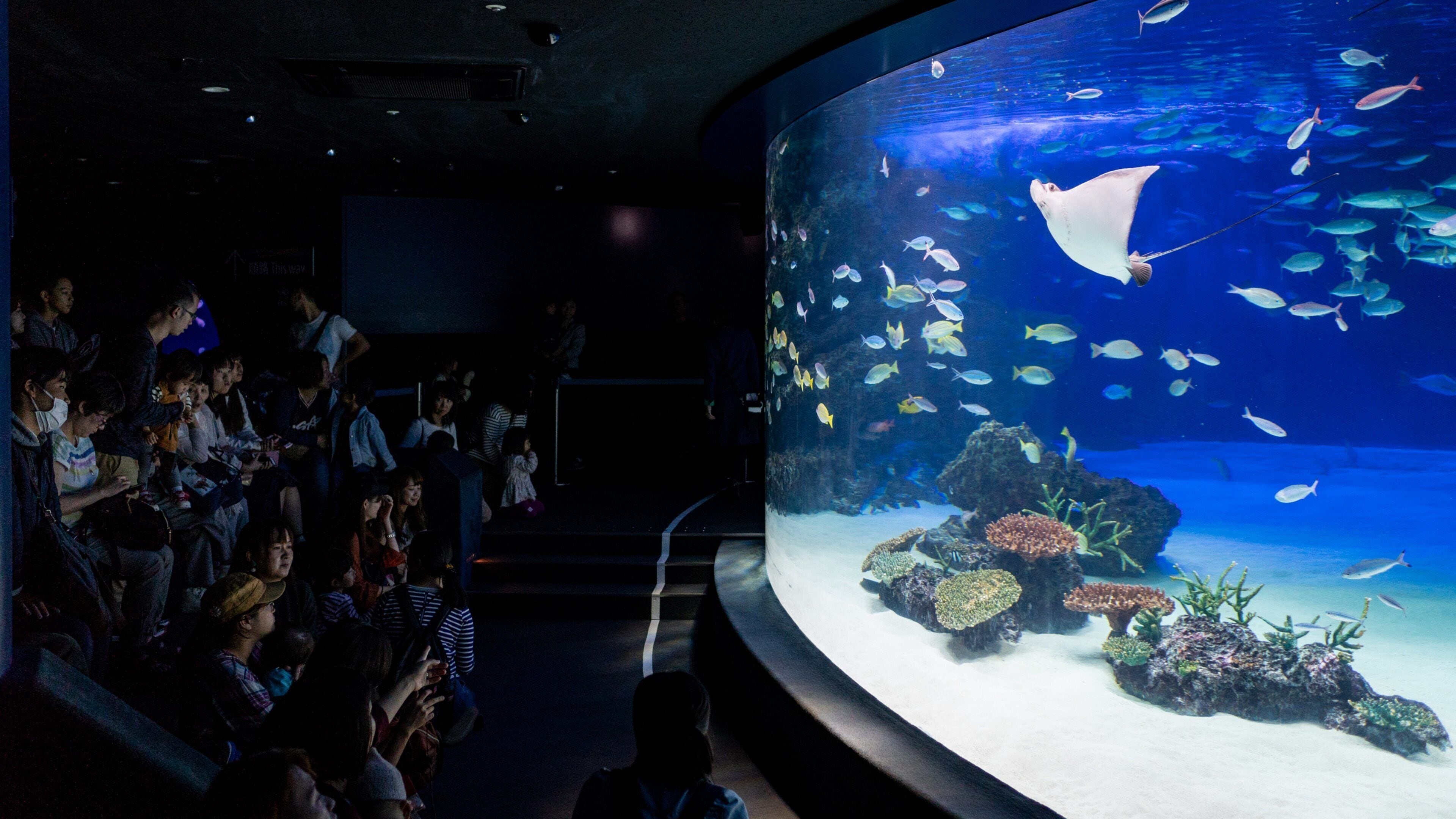 The Sunshine 60 Observatory which includes marine life and interior views