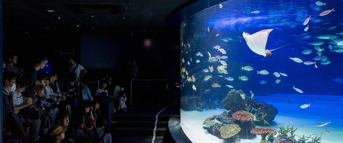 The Sunshine 60 Observatory which includes marine life and interior views