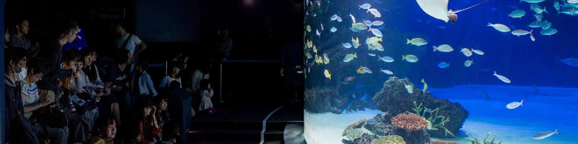 The Sunshine 60 Observatory which includes marine life and interior views