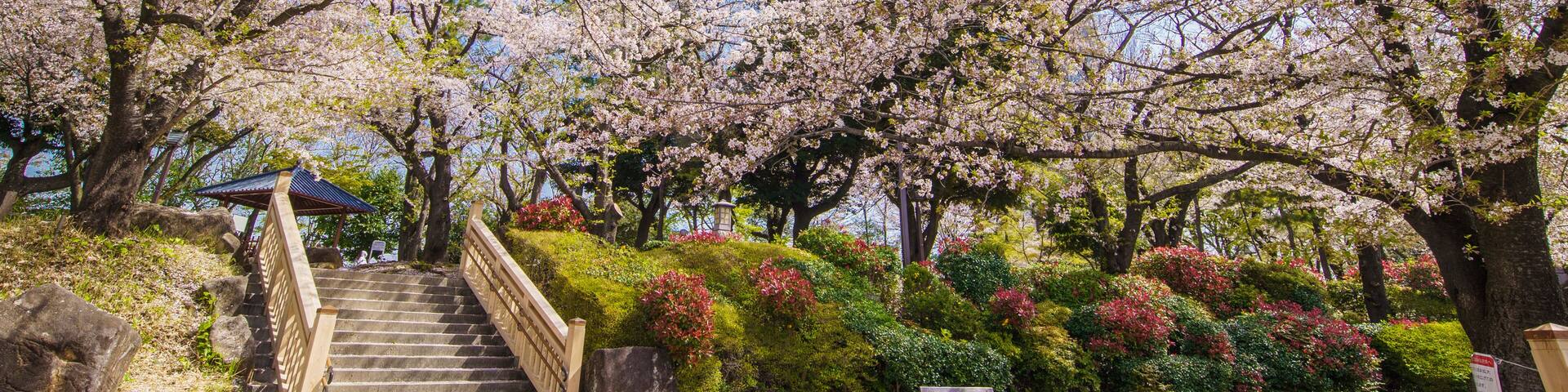 Un sendero de flores de cerezo con escaleras, un banco de madera y un pabellón.