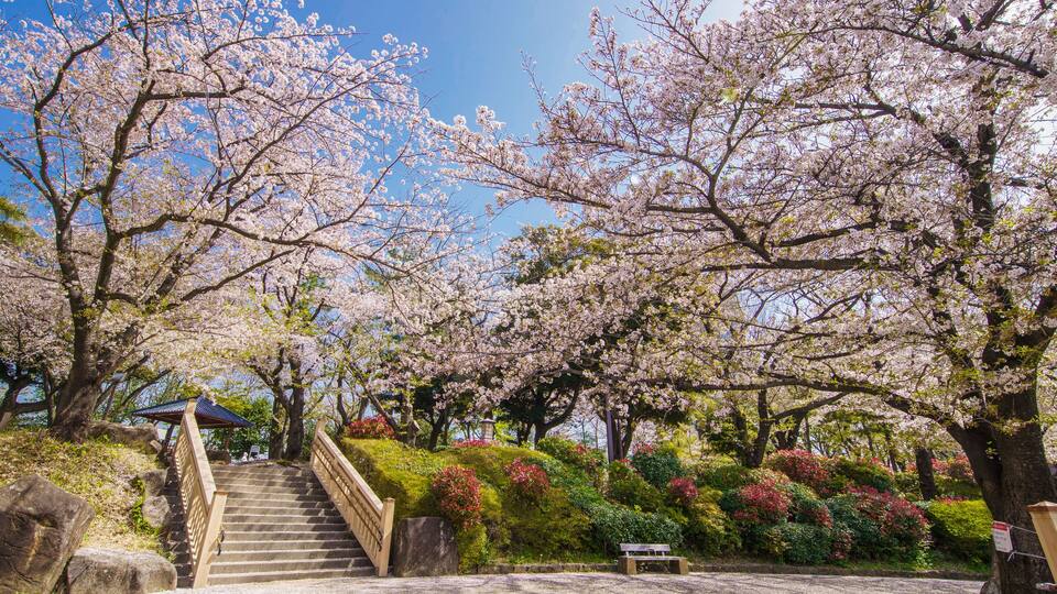 Ein Weg gesäumt von Kirschblüten, mit Treppen, einer hölzernen Bank und einem Gazebo.