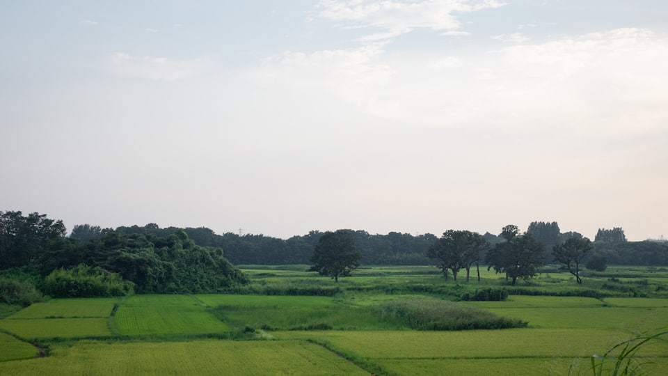 A rural landscape with green fields, scattered trees, and a cloudy sky.