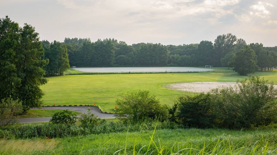 A grassy field with a pond and trees.