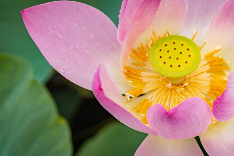 Un lotus rosa amb gotes d'aigua.