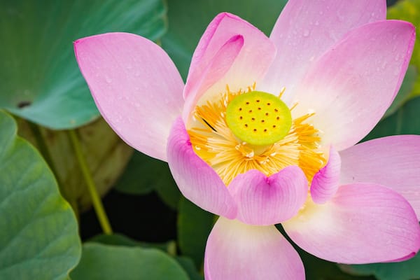 Chiba Park featuring wildflowers