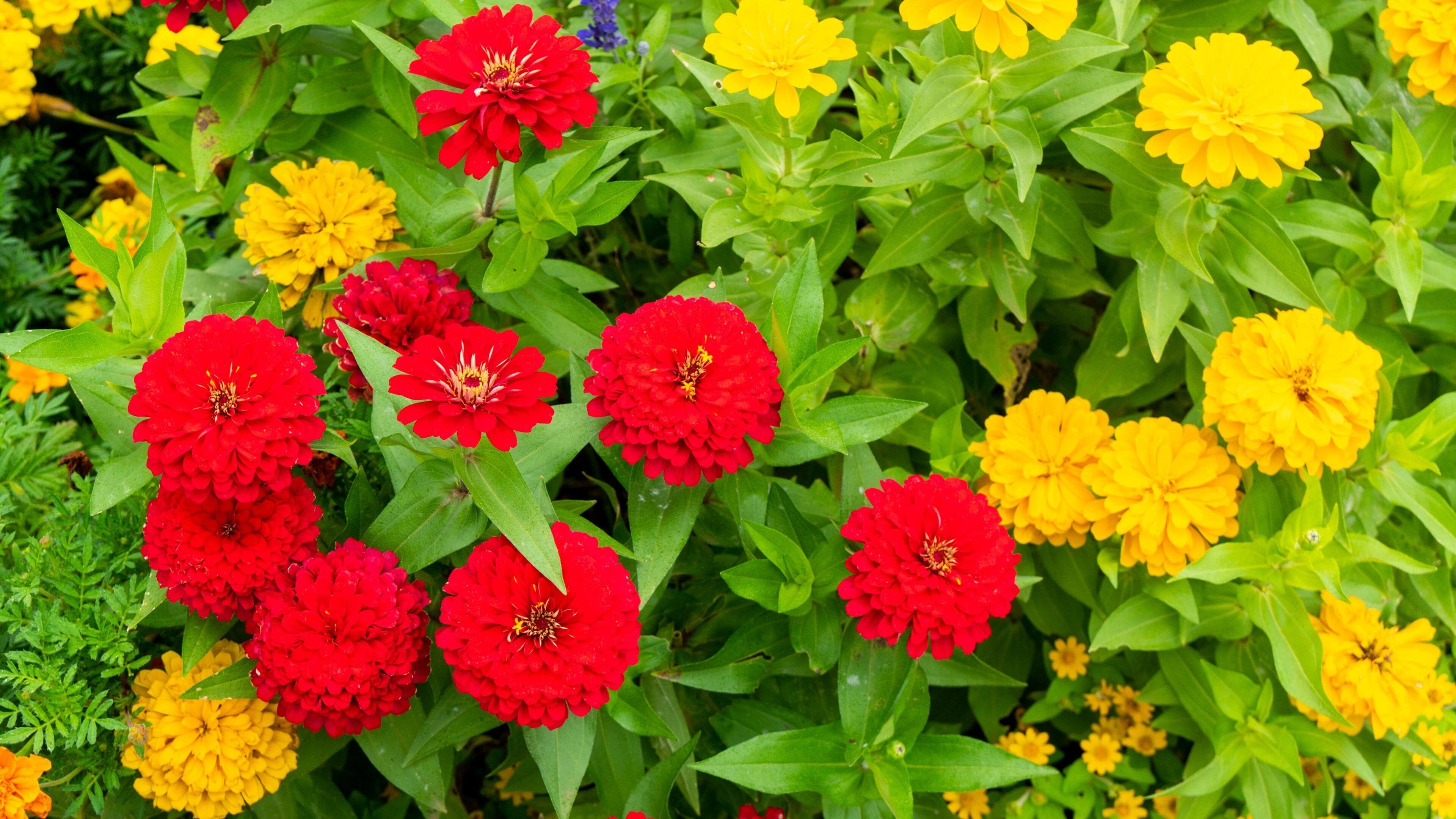 Chiba Zoological Park featuring wildflowers