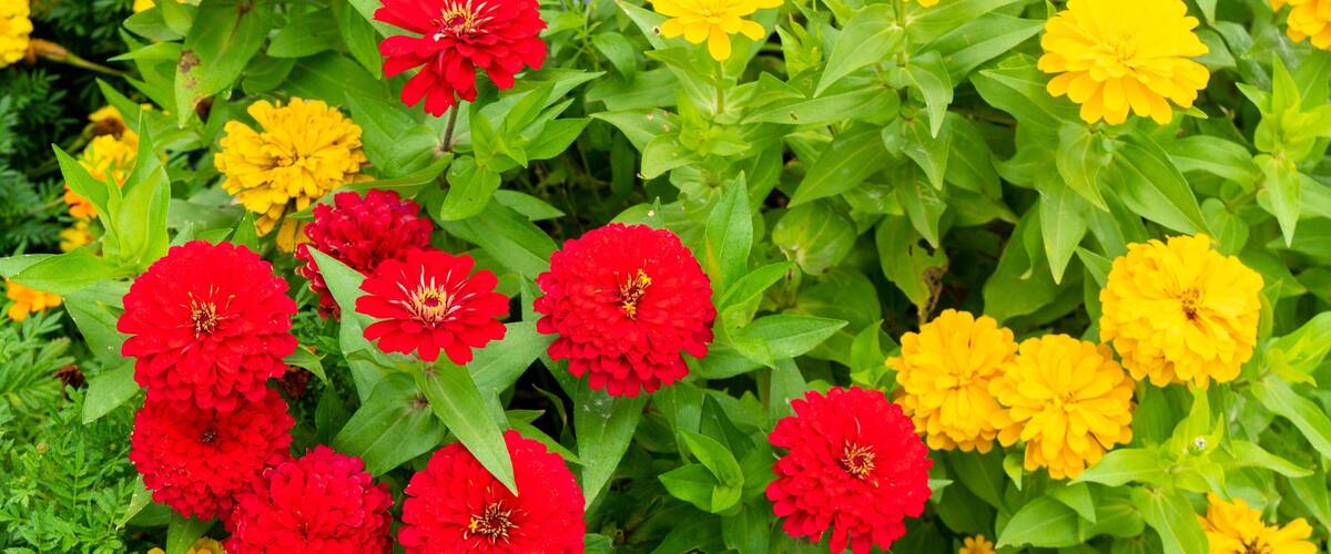 Chiba Zoological Park featuring wildflowers