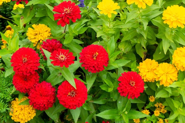 Chiba Zoological Park featuring wildflowers