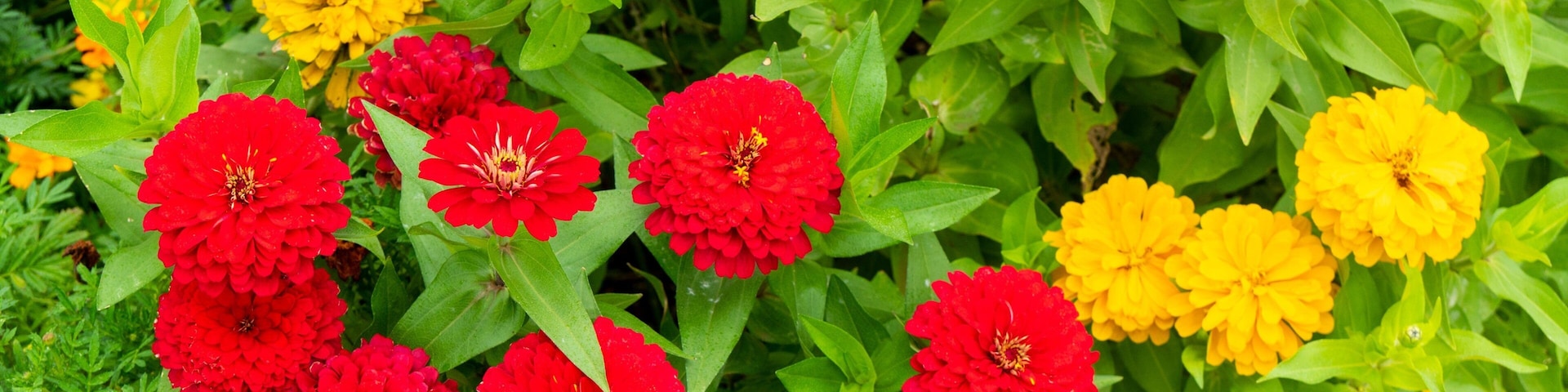 Chiba Zoological Park featuring wildflowers