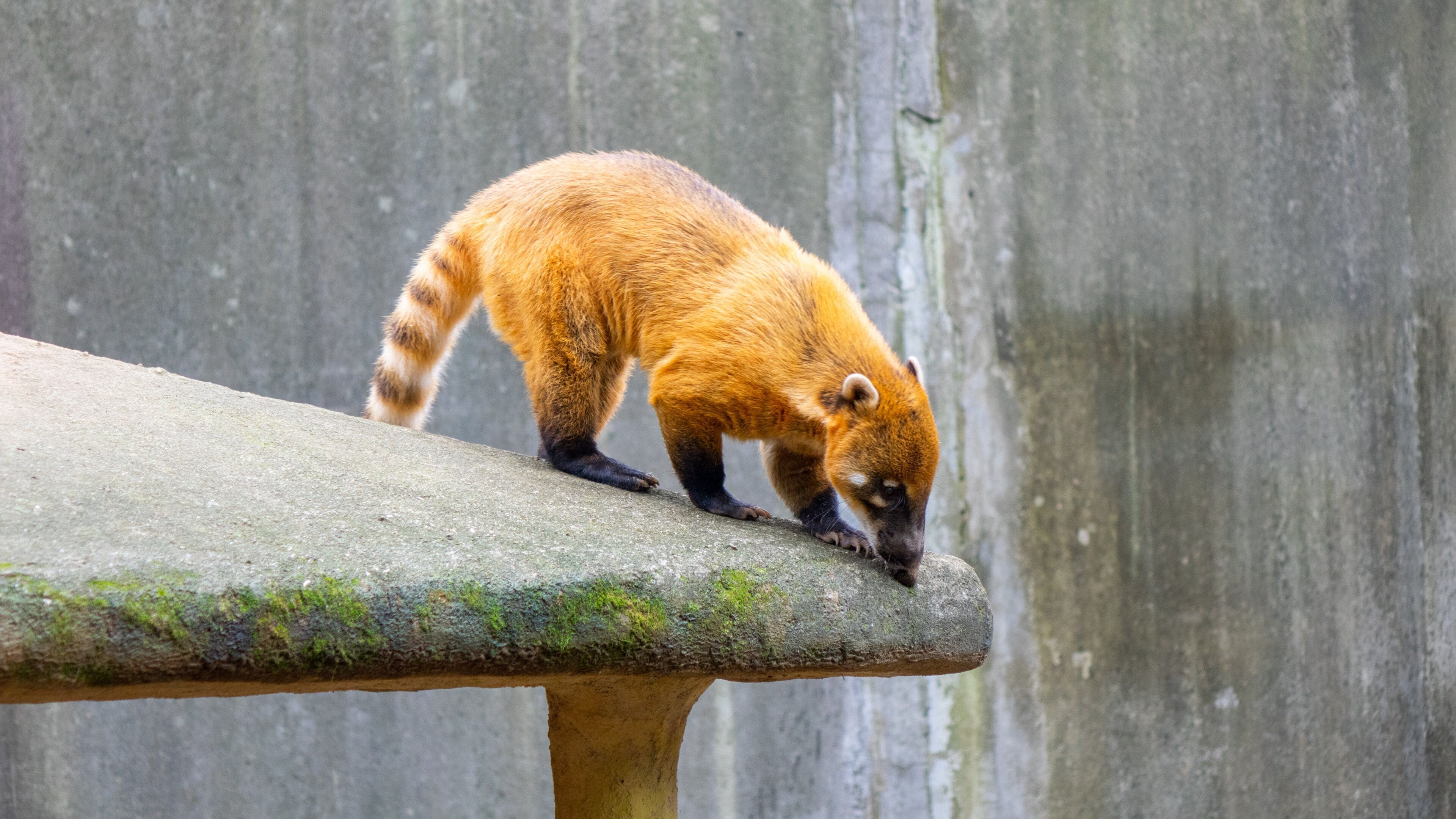 Chiba Zoological Park Tours - Book Now | Expedia