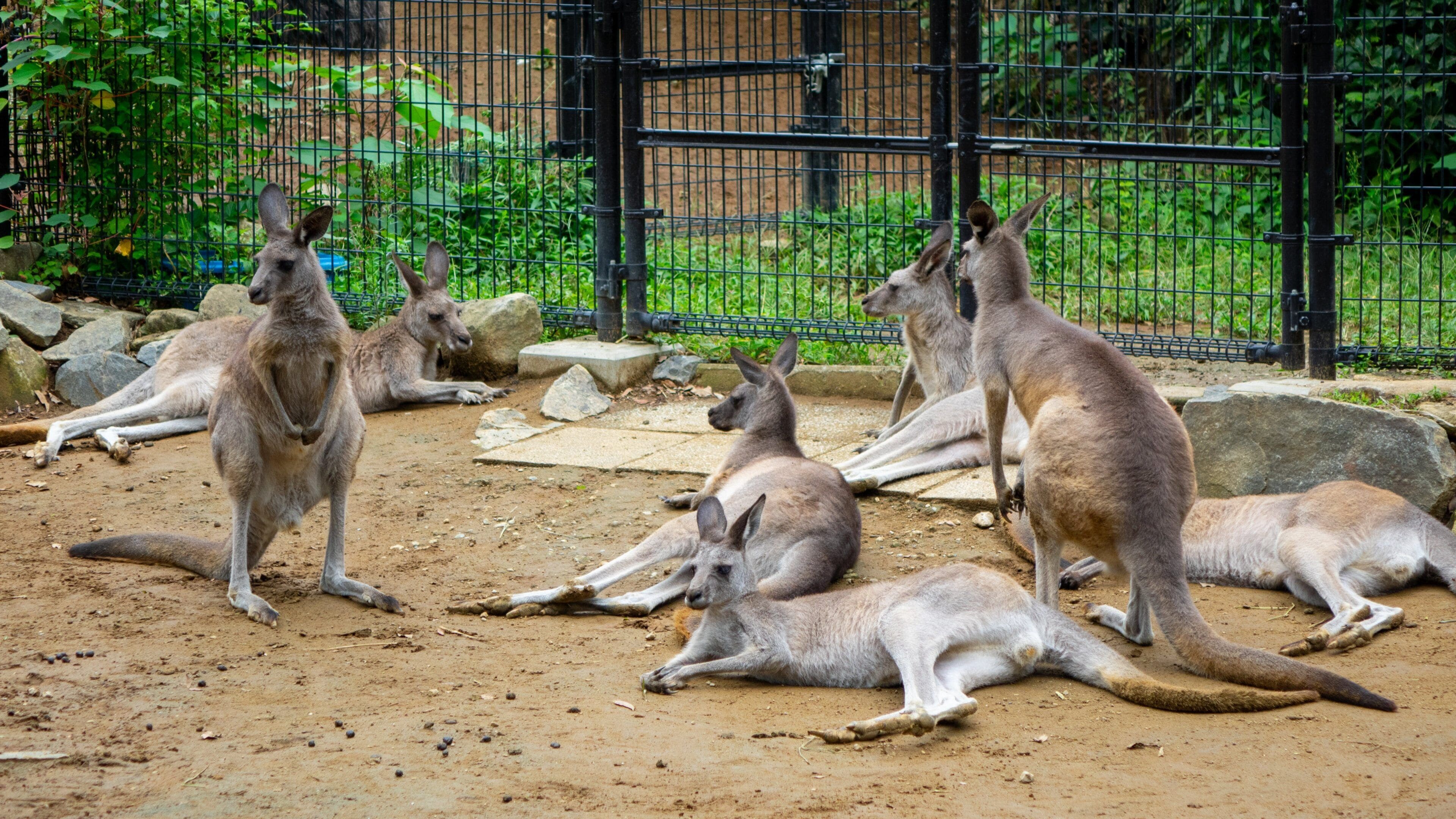 Chiba Zoological Park Tours - Book Now | Expedia