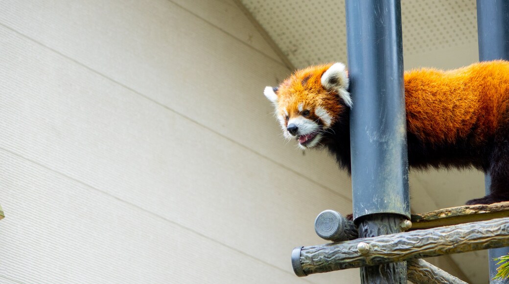 Chiba Zoological Park