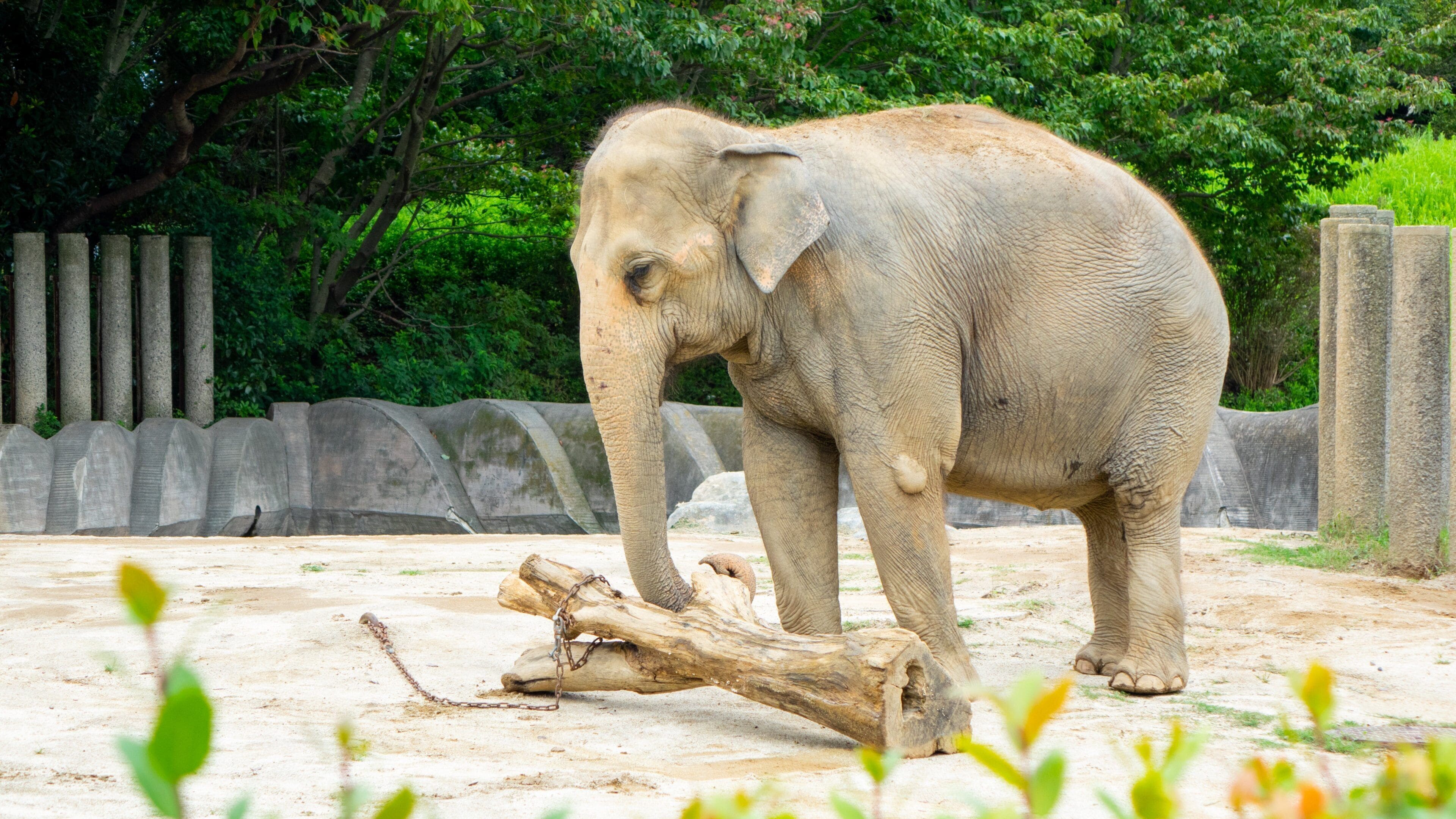 Chiba Zoological Park Tours - Book Now | Expedia