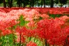 Red spider lily, Kinchakuda, Hidaka, Saitama, Japan; Shutterstock ID 653721859