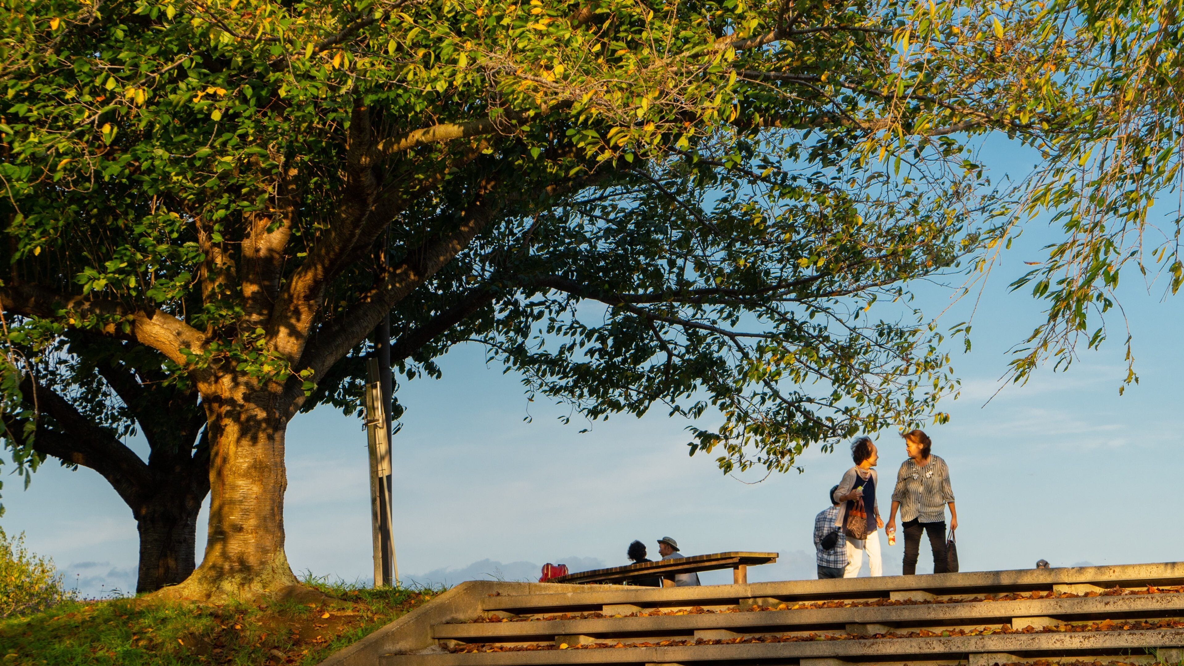 Sakura-no-Yama Hill which includes a garden