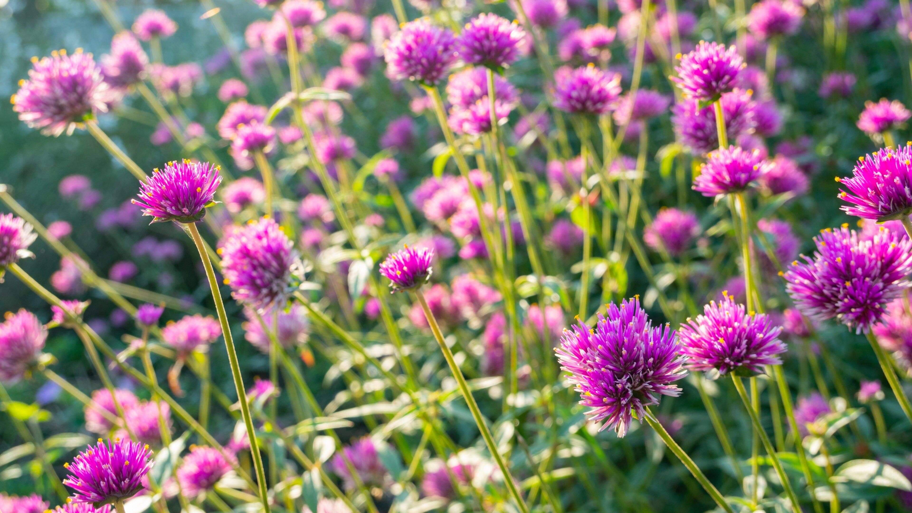 Sakura-no-Yama Hill featuring wildflowers