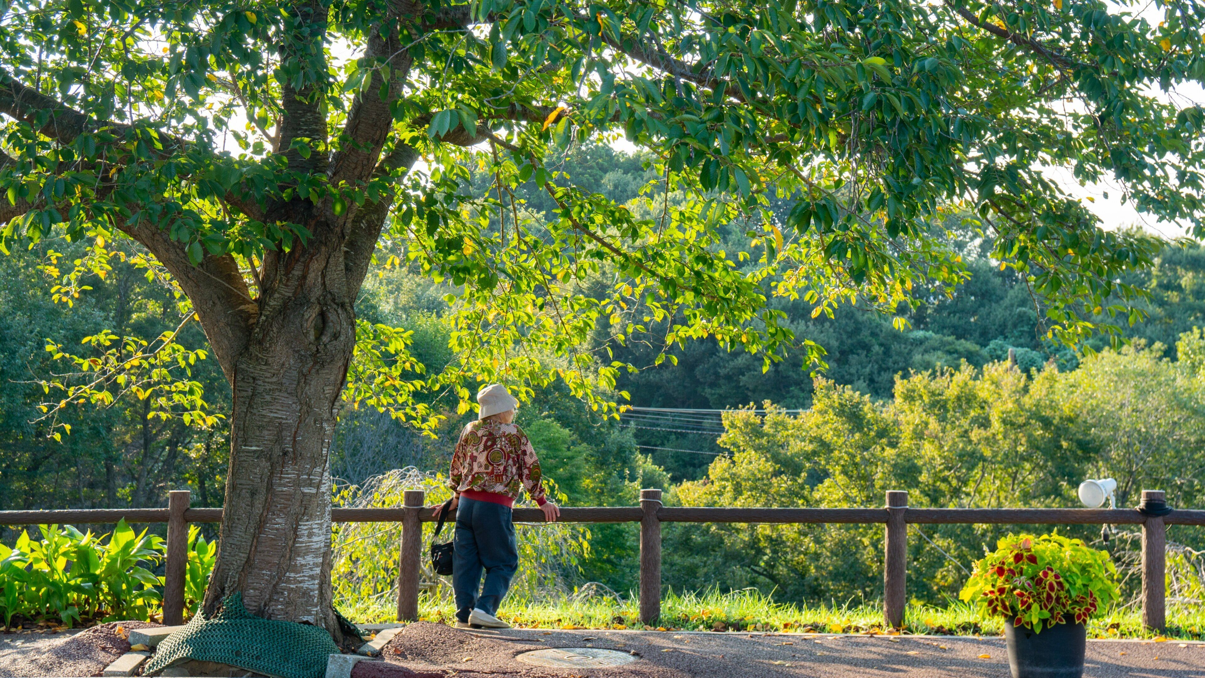 Sakura-no-Yama Hill showing a park as well as an individual femail