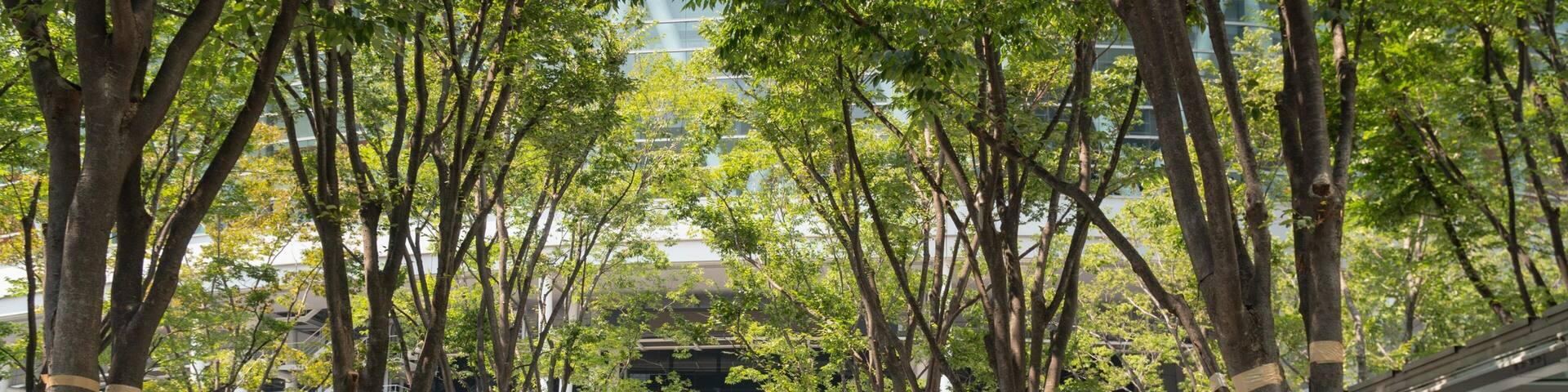 A tree-lined pedestrian walkway with people walking.