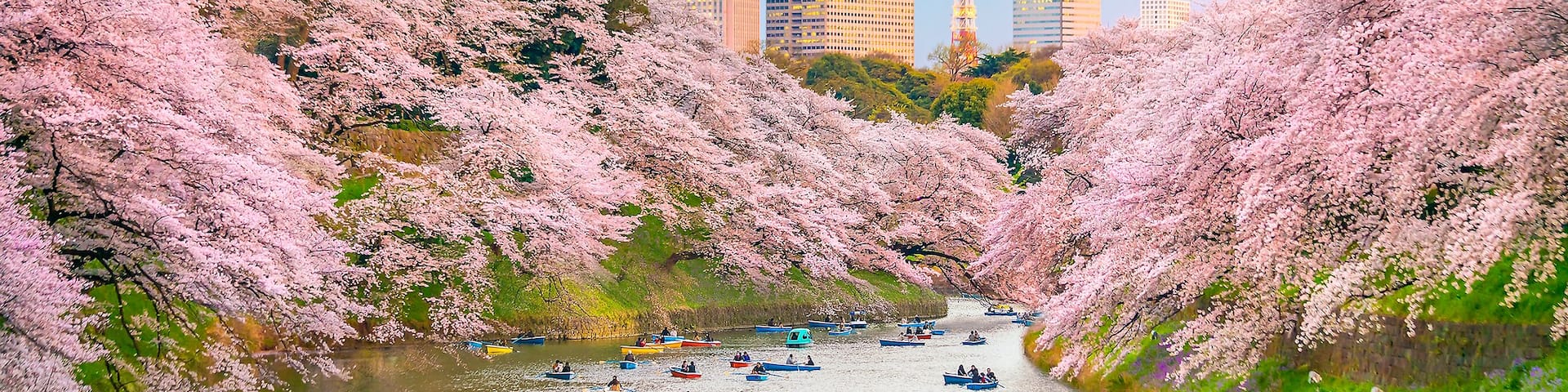Chidorigafuchi park in Tokyo during sakura season in Japan, Shutterstock ID 1017749740, Purchase Order: -