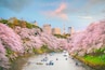 Chidorigafuchi park in Tokyo during sakura season in Japan, Shutterstock ID 1017749740, Purchase Order: -