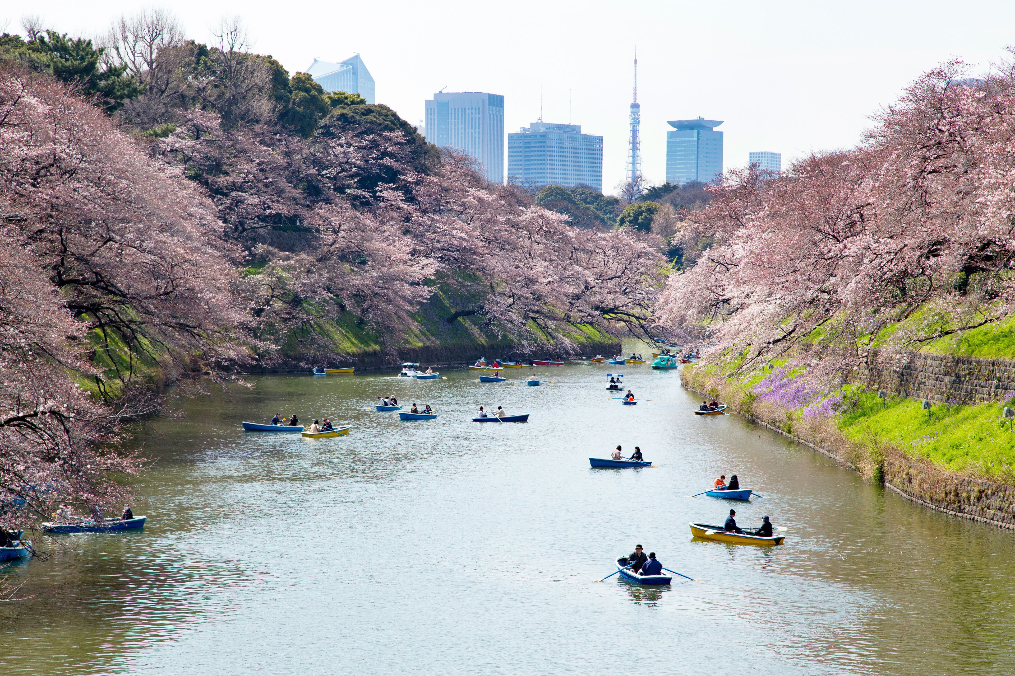 Chidorigafuchi,the moat in the Imperial Palace