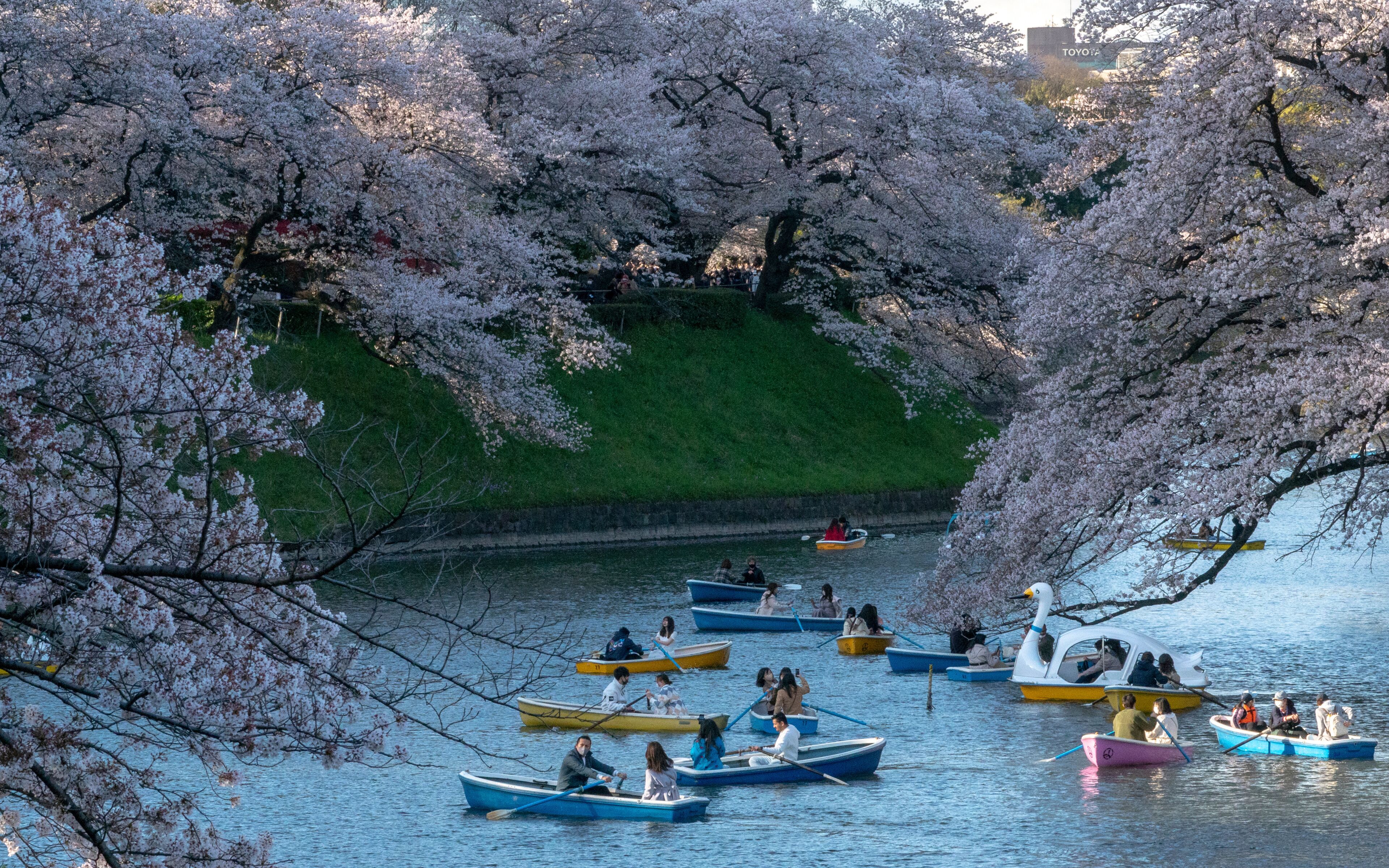 View of beautiful sakura blooms and serene lake with swans in Chidorigafuchi Park, Tokyo, Japan.