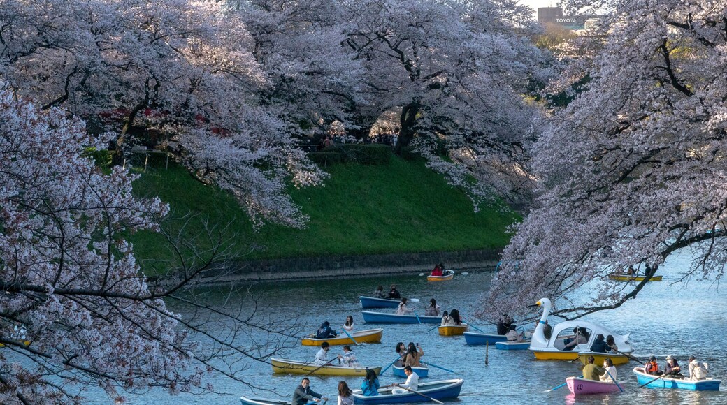 View of beautiful sakura blooms and serene lake with swans in Chidorigafuchi Park, Tokyo, Japan.