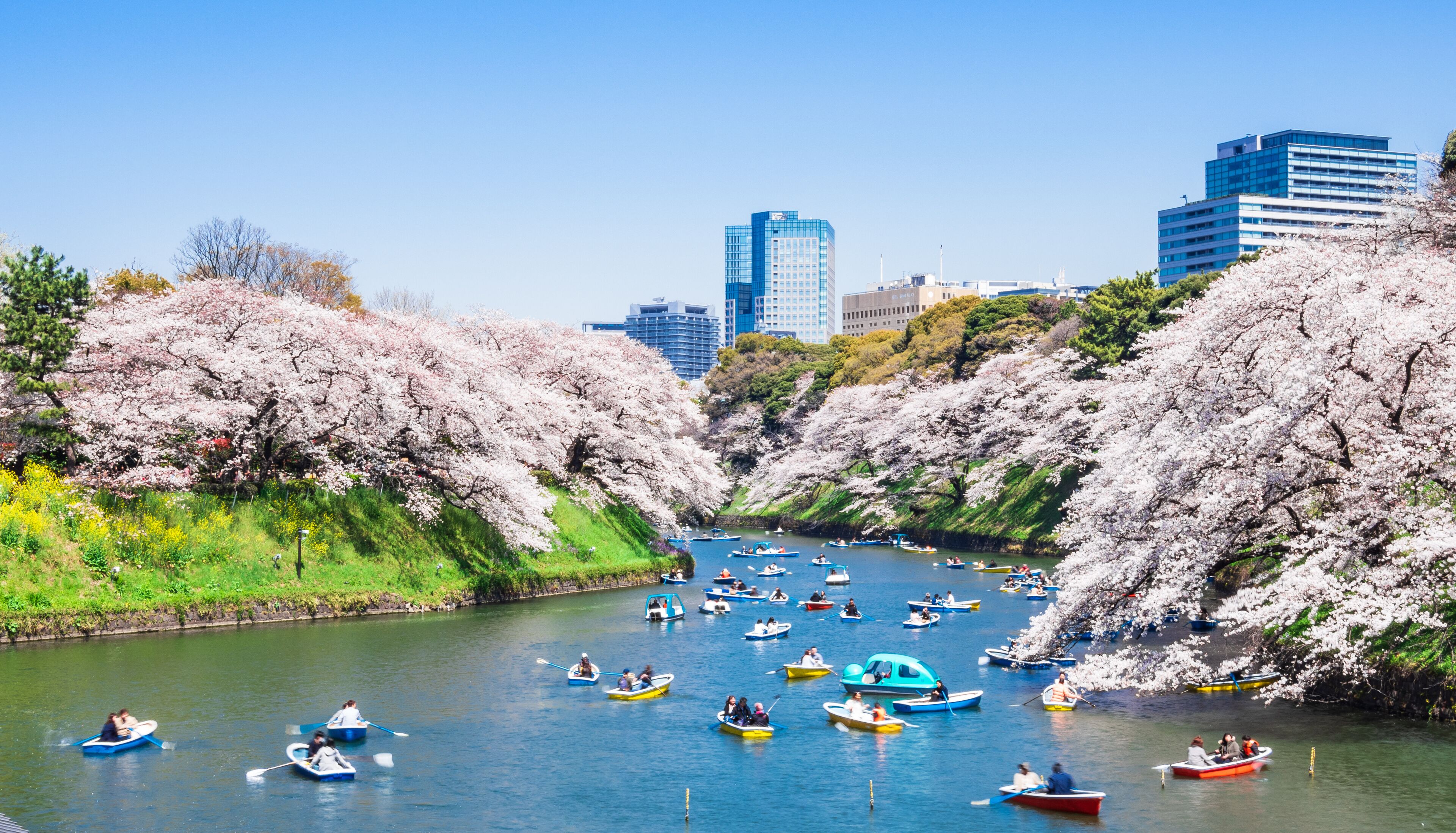 桜が咲く皇居・千鳥ヶ淵　ワイド