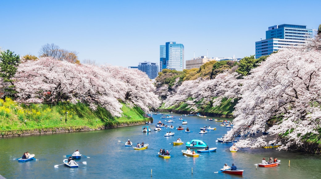 桜が咲く皇居・千鳥ヶ淵 ワイド