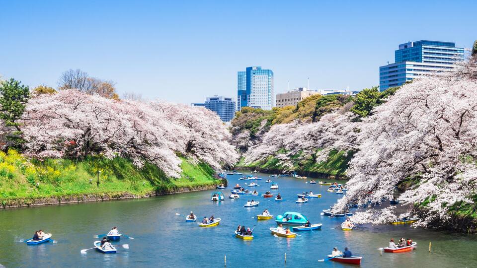 Um rio cercado por edifícios, com cerejeiras em flor e barcos.