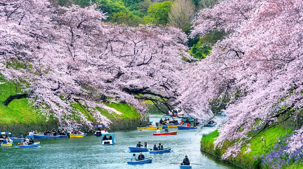 Cherry blossoms at Chidorigafuchi park in Tokyo, Japan.
