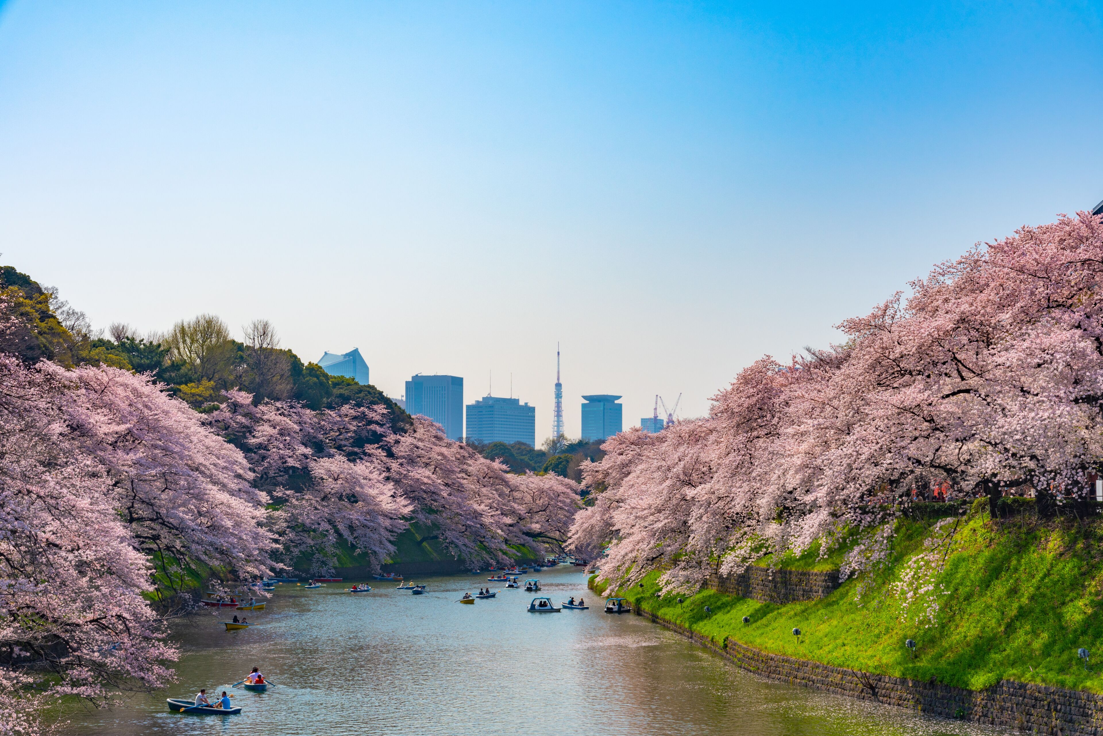 Cherry blossoms around Chidorigafuchi, Tokyo, Japan.