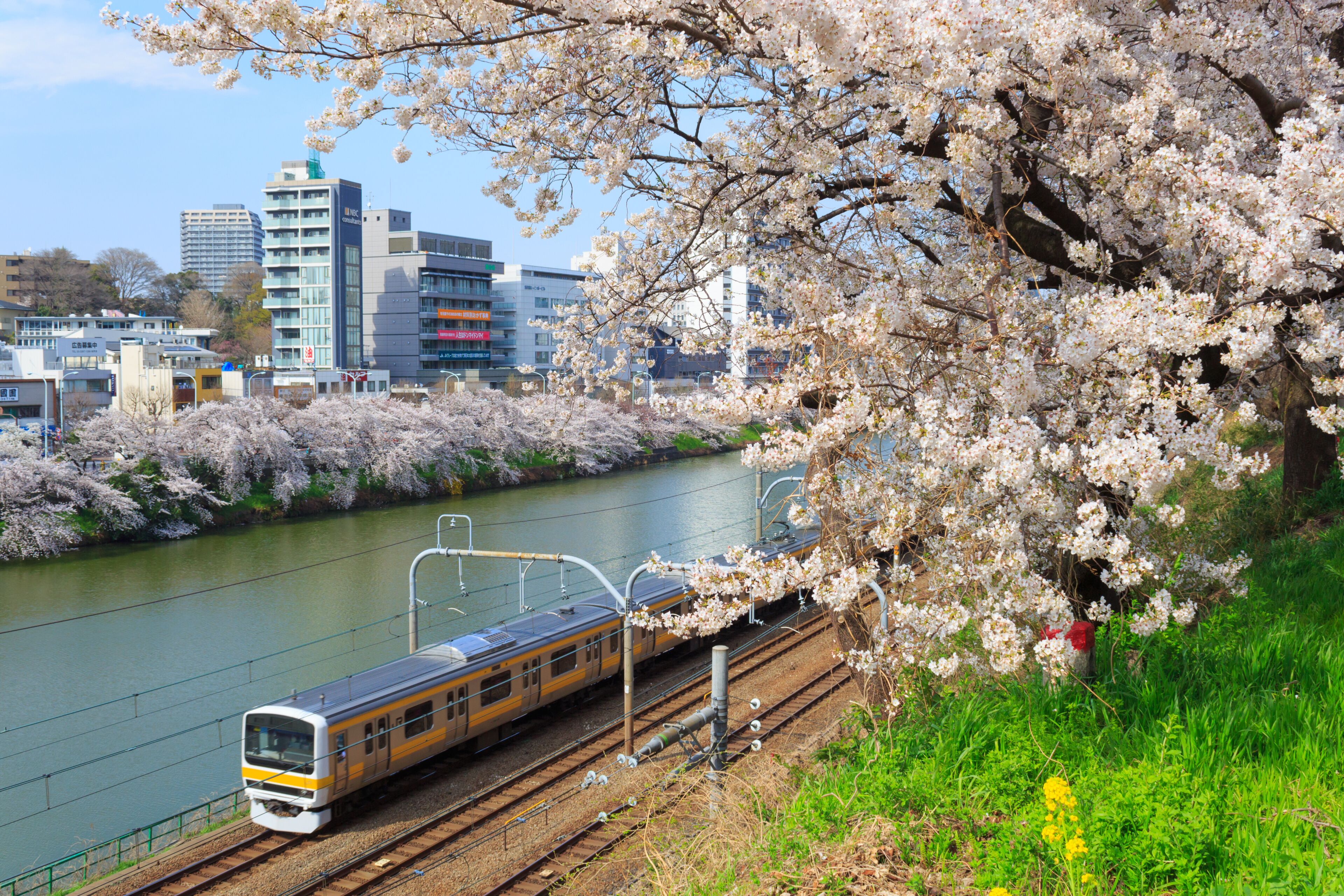 Cherry blossoms at the Sotobori Park in Tokyo