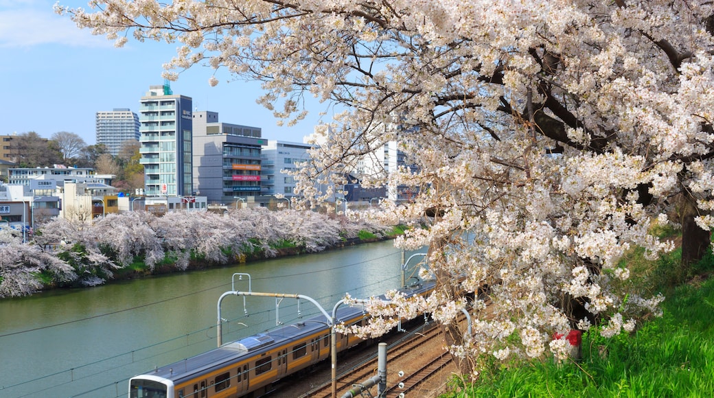 Cherry blossoms at the Sotobori Park in Tokyo