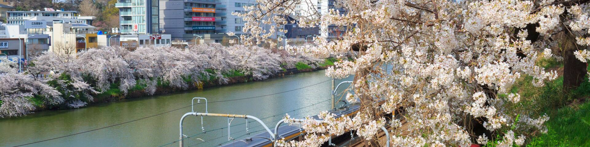 Cherry blossoms at the Sotobori Park in Tokyo