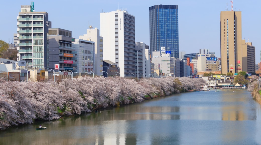 Cherry blossoms at the Sotobori Park in Tokyo