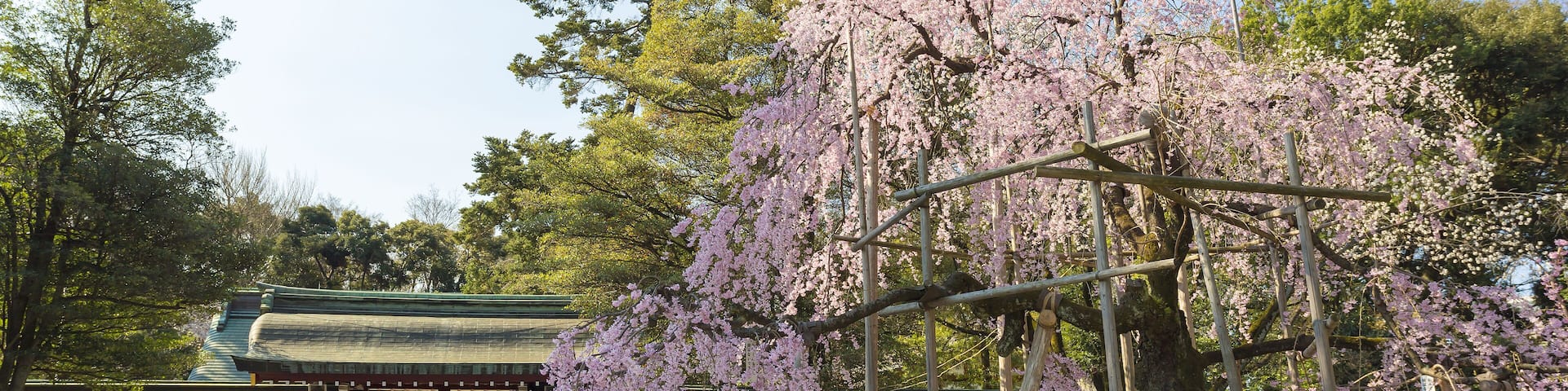 Weeping cherry tree and ?kunitama Shrine, Shutterstock ID 332912177, SF SSA Case with Manager Approval: Case 07151371, Job: Prepay credit, Client/Licensee: , Other: