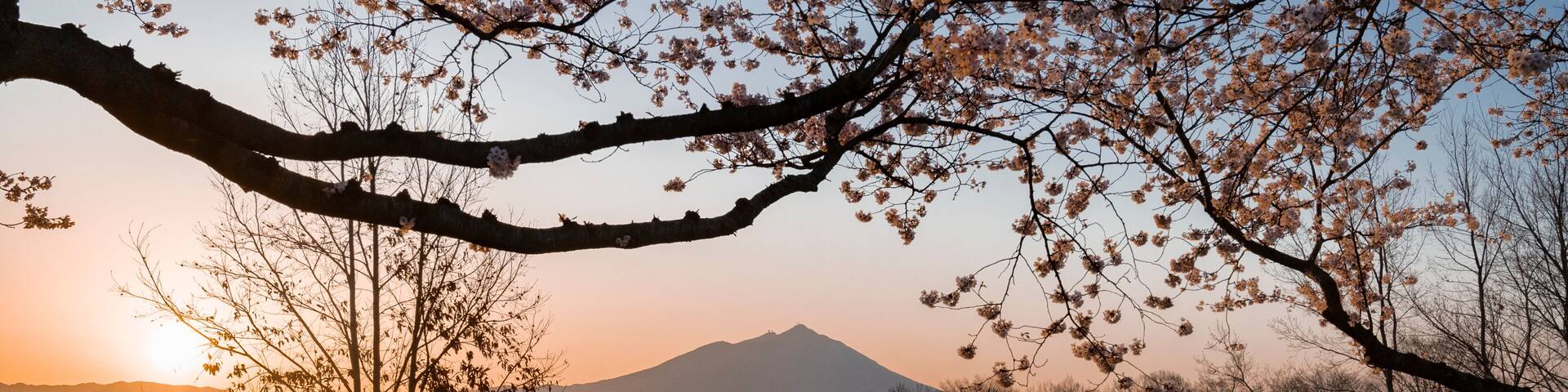 茨城 筑波山と桜