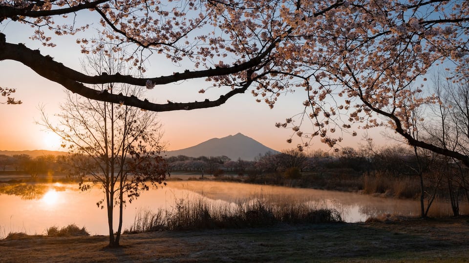 A sunset over a lake with cherry blossoms and a mountain in the background.