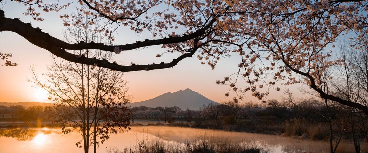 A sunset over a lake with cherry blossoms and a mountain in the background.
