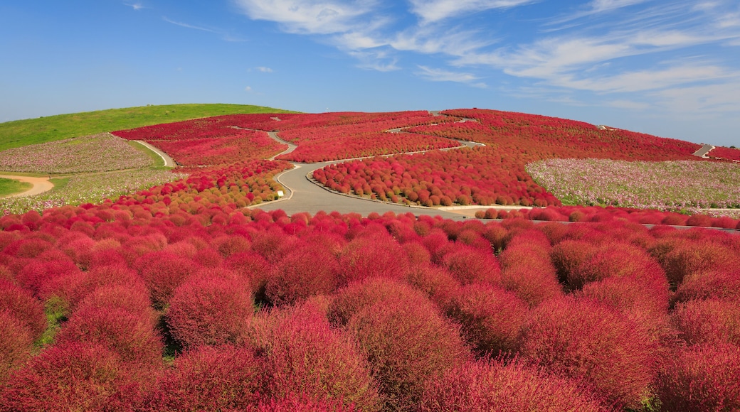 Mountain, Cosmos and Kochia at Hitachi Seaside Park in autumn wi