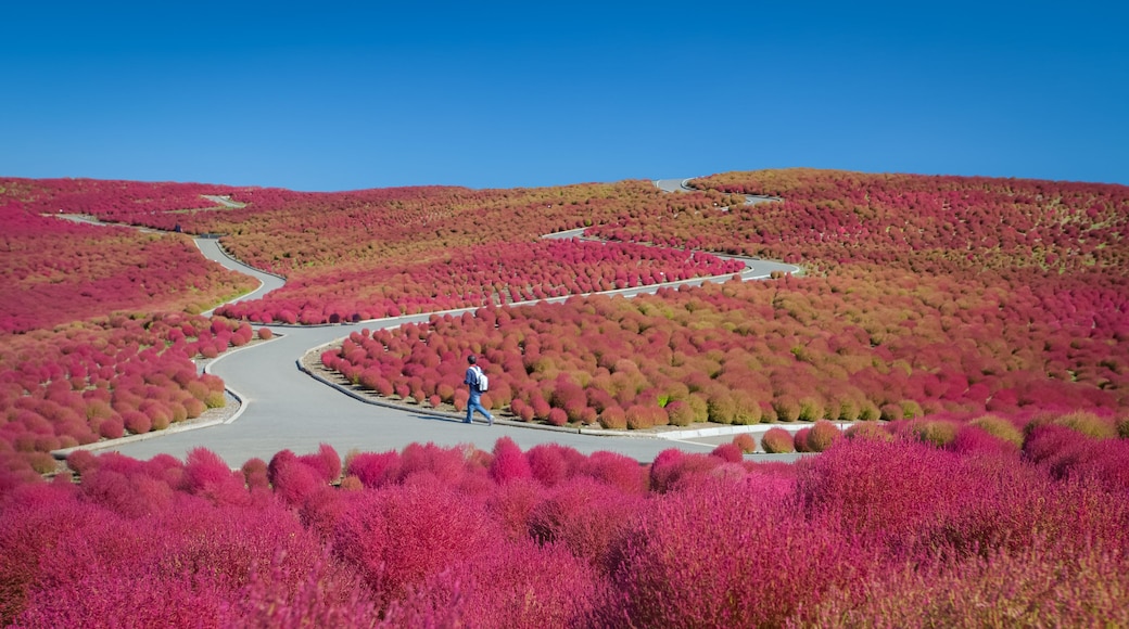 Beautiful kochias hill in autumn season at Hitachi seaside park , Ibaraki prefecture , Japan