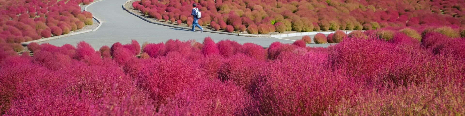 Beautiful kochias hill in autumn season at Hitachi seaside park , Ibaraki prefecture , Japan