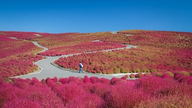 Beautiful kochias hill in autumn season at Hitachi seaside park , Ibaraki prefecture , Japan