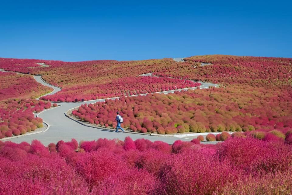 A winding road through a landscape of red foliage.