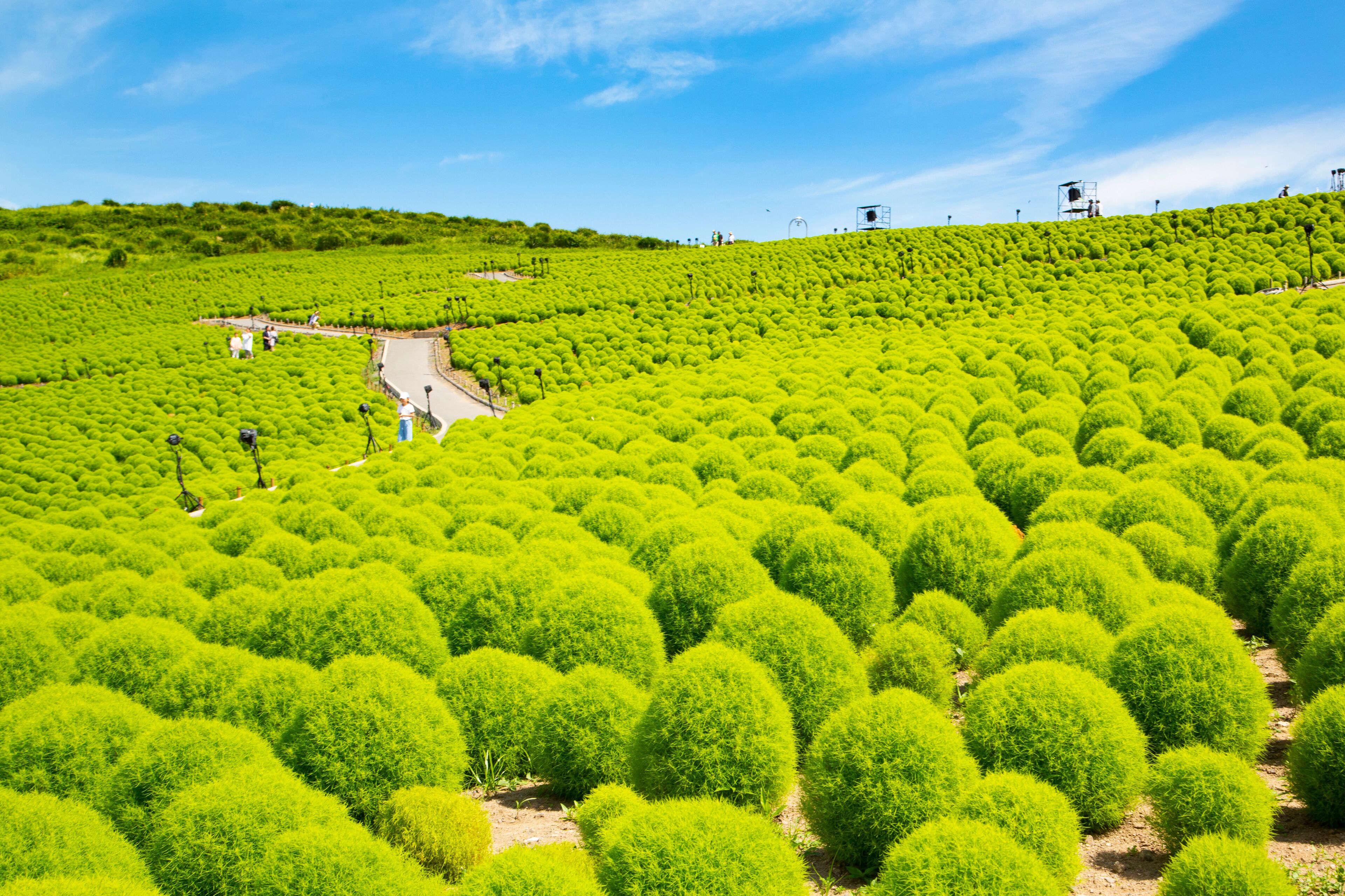 Summer cypress field in Hitachi seaside park